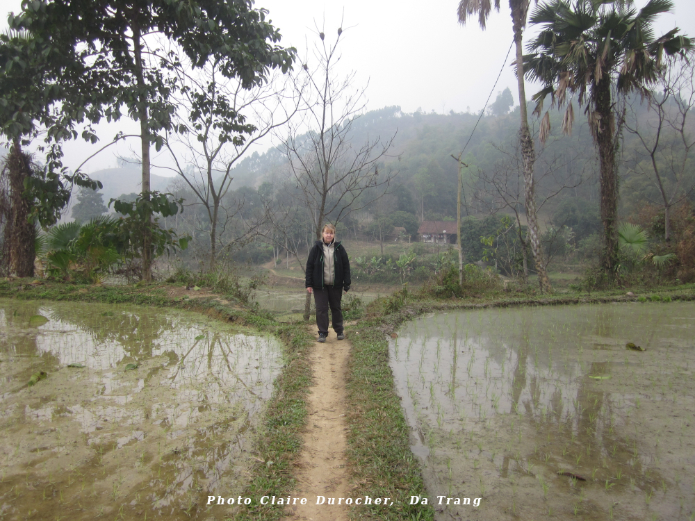 Une femme marche sur un sentier étroit entre deux étangs de rizières