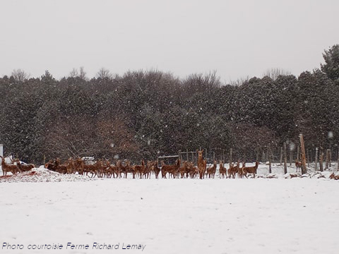 les cerfs près d'un boisé en hiver