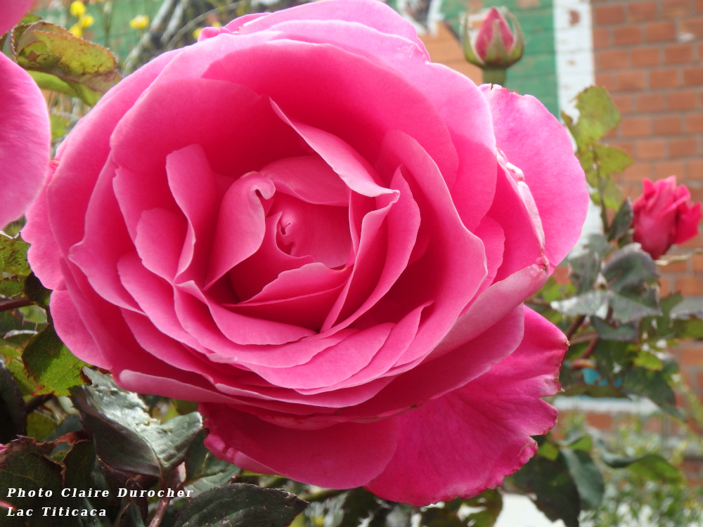 Photo d'une rose