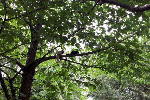 un écureuil blanc et un noir dans un arbre