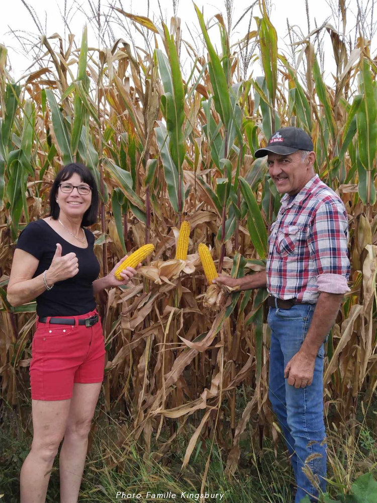 une femme et un homme dans un champ de maïs