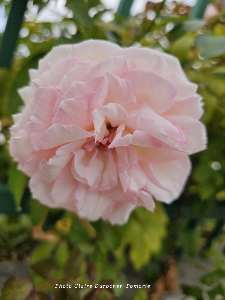 Photo d'une fleur